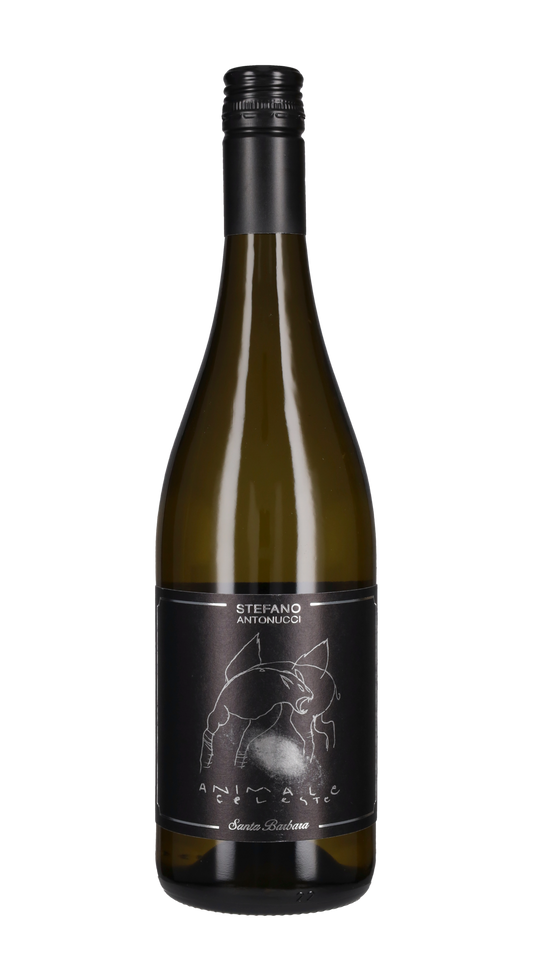 Sauvignon 'Animale Celeste' Santa Barbara 2025